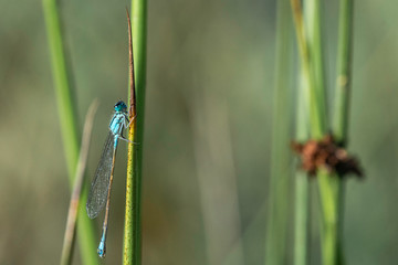 Agrion.