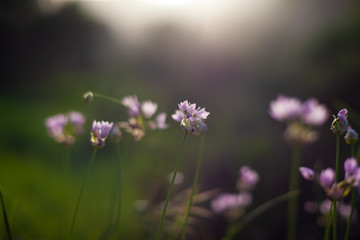 View of countryside flowers