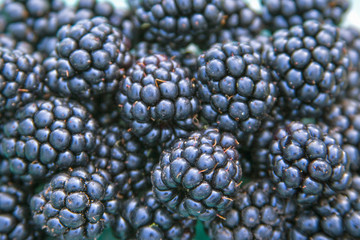 background of blueberries