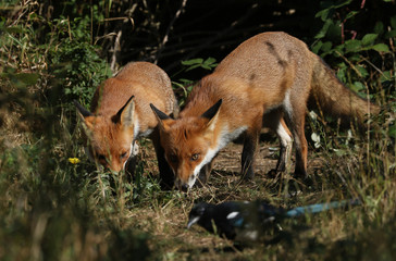 Naklejka na ściany i meble Two hunting hungry wild Red Foxes, Vulpes vulpes, standing at the entrance to their den.