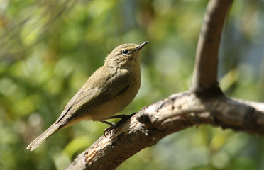 A pretty Chiffchaff, Phylloscopus collybita, perching on a branch in a tree hunting for insects to eat.