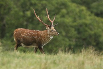 A Magnificent Stag Manchurian Sika Deer, Cervus nippon mantchuricus, walking across a field.