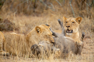 A pride of three young female lions killing a warthog
