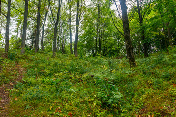 Obraz premium View of a green forest at summer
