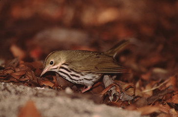 Ovenbird (Seiurus Aurocapilla)