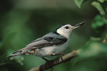 White-Breasted Nuthatch (Sitta Carolinensis) 