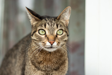 cat with green eyes
