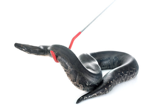 python black curtus