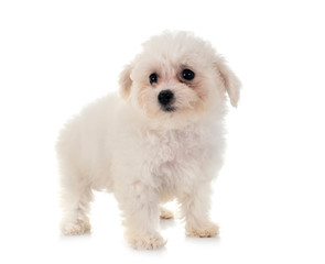 Bichon Frise in studio