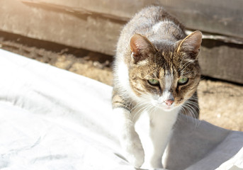 closeup bright beautiful cat walks towards the camera over white material, raises her paw and takes a step, moving cat in the garden outdoors