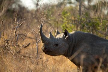 Black rhino Bull standing alert