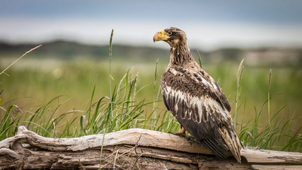 Young steller's sea eagle