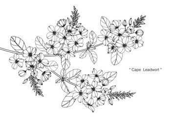cape leadwort flower and leaf drawing illustration with line art on white backgrounds.