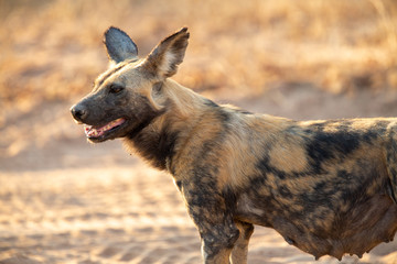 Lactating female wild dog waiting for the pack to return from a hunt