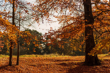 The ground and trees are covered in beautiful Autumn leaves on a sunny day in England, UK.
