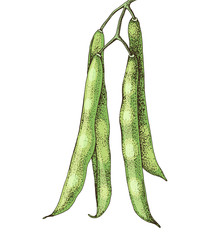 Hand drawn green beans isolated on white background