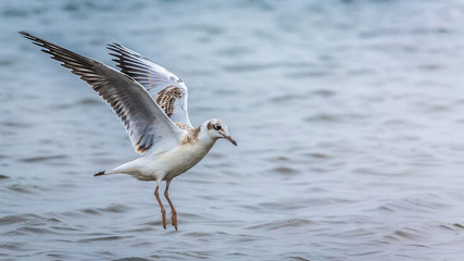 Fototapeta na wymiar Young seagull is fishing