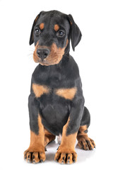 Obraz premium puppy Doberman Pinscher
