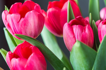 Fototapeta premium Bouquet of bright pink tulips on a sunny day closeup