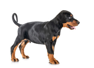 puppy Doberman Pinscher