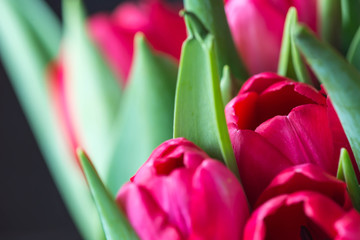 Bouquet of bright pink tulips on a sunny day closeup