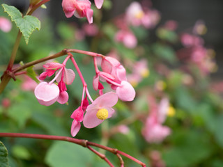 Obraz premium シュウカイドウ