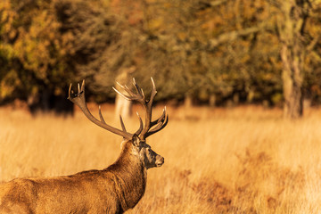 Male deer with long horns looking into the distance as he stands in long yellow grass with Autumn leaves lit up by the sun in the background.