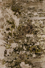 tree bark beech structure