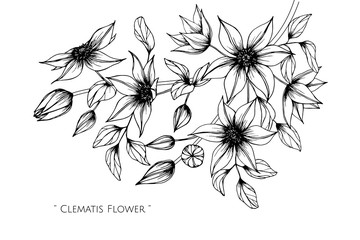Clematis flower and leaf drawing illustration with line art on white backgrounds.