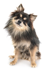 Obraz premium young pomeranian in studio