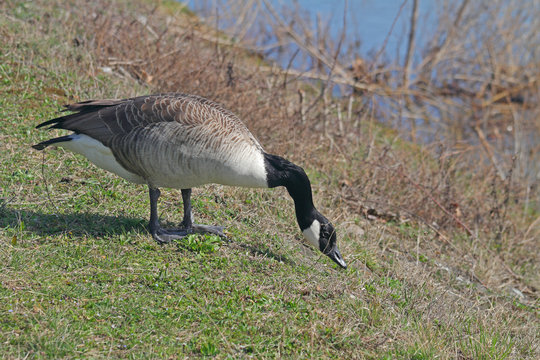 Kanada-Gans