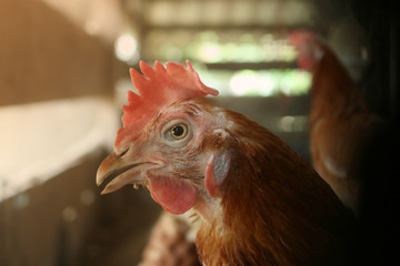 chicken on farm