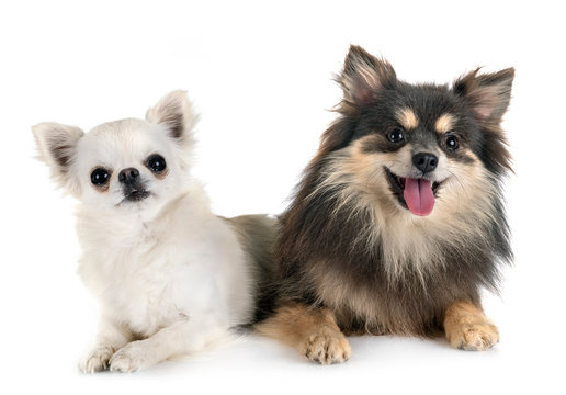 young pomeranian and chihuahua
