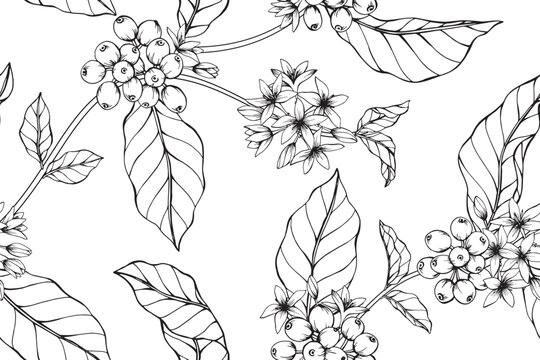 Coffee flower and leaves pattern seamless background illustration.