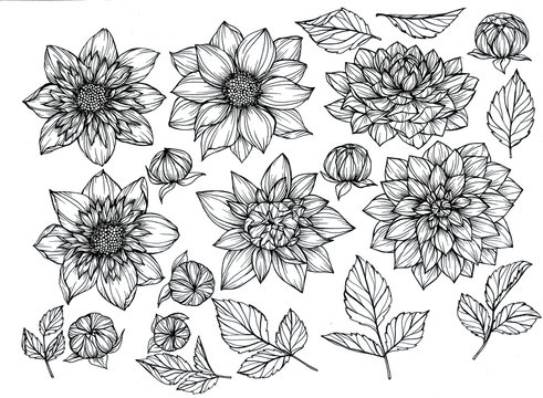Dahlia flower and leaf drawing illustration with line art on white backgrounds.
