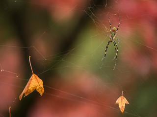 A Spider and maple leaf from autumn, Japan
