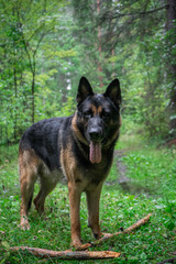 Dog playing outdoor. German shepherd dog. Amazing summer forest.