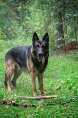 Dog playing outdoor. German shepherd dog. Amazing summer forest.