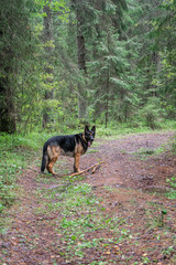 Dog playing outdoor. German shepherd dog. Amazing summer forest.