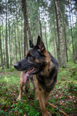 Dog playing outdoor. German shepherd dog. Amazing summer forest.