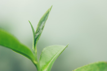 Green tea leaves in a tea plantation in morning. Macro photography. - 290668135