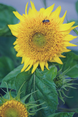 Obraz premium beautiful bright sunflower flower with bee collecting pollen