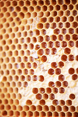 Honeycomb with cells full of fresh honey. Macro photography.