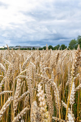 Golden wheat field at sunny day. Plants moving in the wind. Shallow depth of field.