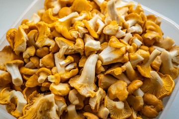 Сhanterelles. Mushrooms. Vegetarian food. Close up
