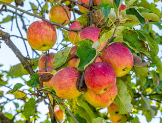 frische Bioäpfel am Apfelbaum im Garten