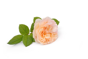 Rosenblüte liegt auf weißem Hintergrund