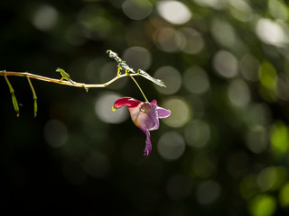 Parrot Flower in Chiang Dao Mountain