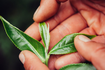 Hand Holding Green Leaves of Tea macro photography close up.