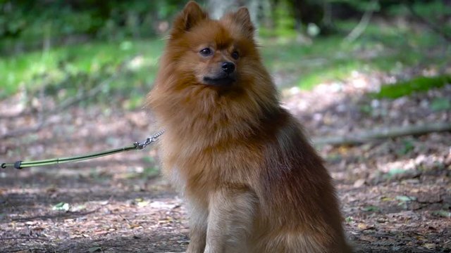 Dog sitting on a parth in the forest with dog-lead